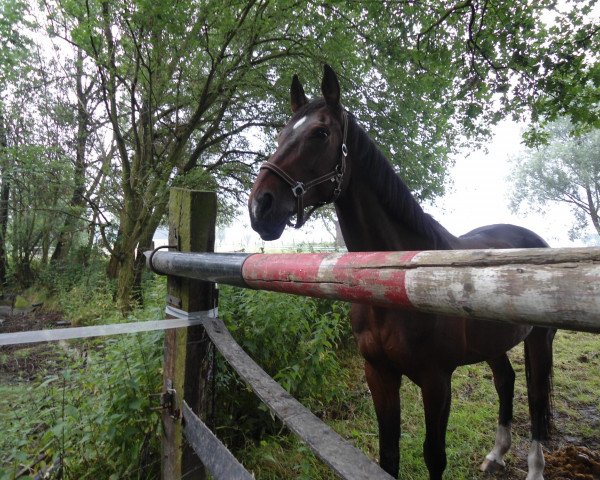 dressage horse Fahra 27 (Westphalian, 1997, from Foxiland xx)