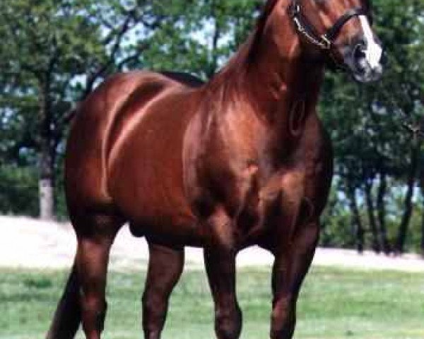 Deckhengst Freckles Playboy (Quarter Horse, 1973, von Jewel's Leo Bars) Deckhengst Freckles Playboy (Quarter Horse, 1973, von Jewel's Leo Bars)