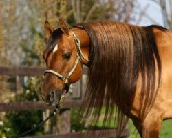 stallion Hes A Steppin Jac (Quarter Horse, 1989, from Hollywood Jac 86)
