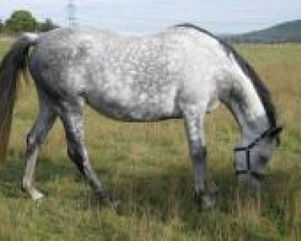 broodmare Nanni (Hessian Warmblood, 1997, from Naheed EAO)