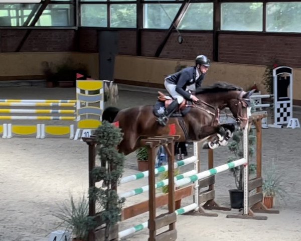 jumper Hara 6 (Holsteiner, 2015, from Caleon)
