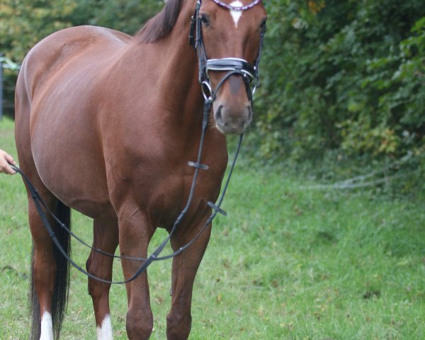 broodmare Duchess of Hearts (Rhinelander, 2009, from Donnerhall)