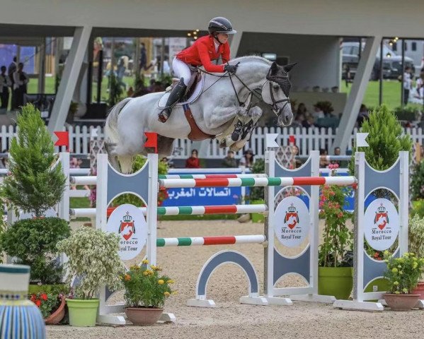 stallion Churchill 48 (Württemberger, 2012, from Cassito)