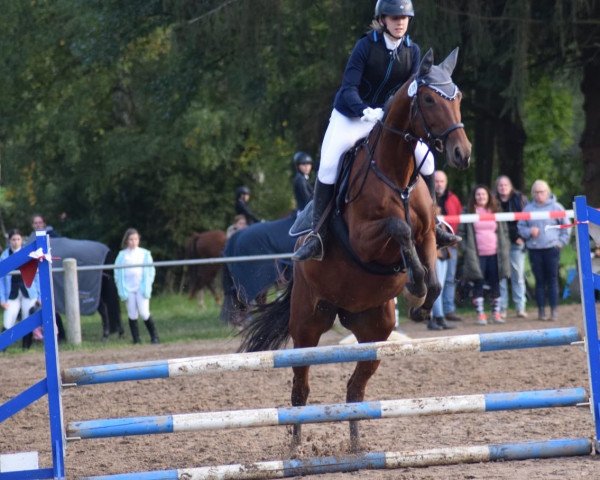 jumper Frieda 400 (Zangersheide riding horse, 2014, from Giradelli)