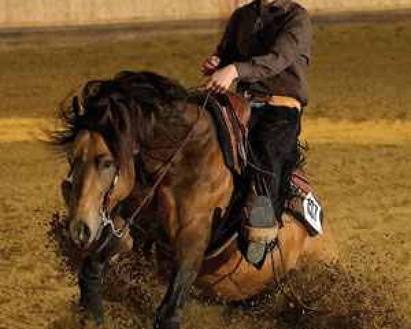Deckhengst Dreamn Bout Chics (Quarter Horse, 2001, von Magnum Chic Dream)