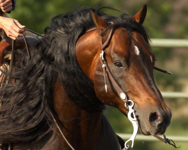 stallion Heza Sure Whiz (Quarter Horse, 2000, from Topsail Whiz)