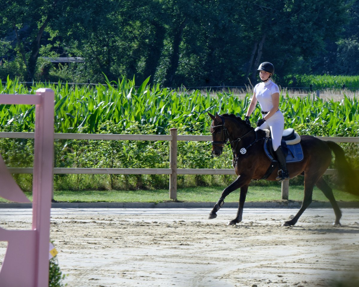 jumper Gismo N (German Riding Pony, 2006, from Grisu N)