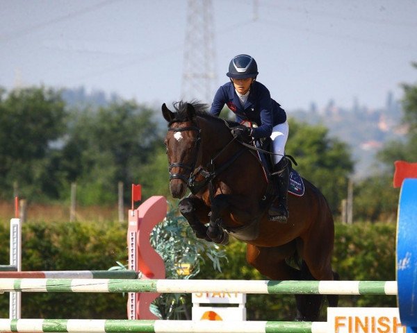 Springpferd Larina F (KWPN (Niederländisches Warmblut), 2016, von Eldorado van de Zeshoek) Springpferd Larina F (KWPN (Niederländisches Warmblut), 2016, von Eldorado van de Zeshoek)