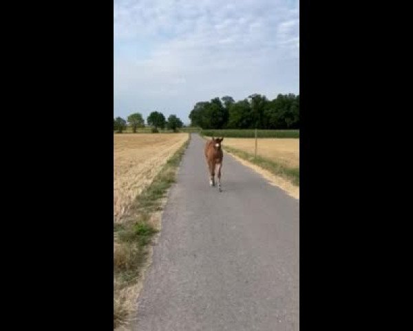 Video of Blue Lopin Chip
