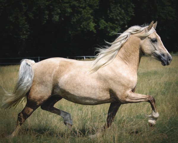 broodmare Taraco Mililani (Welsh-Cob (Sek. D), 2016, from Trevallion Enzo)