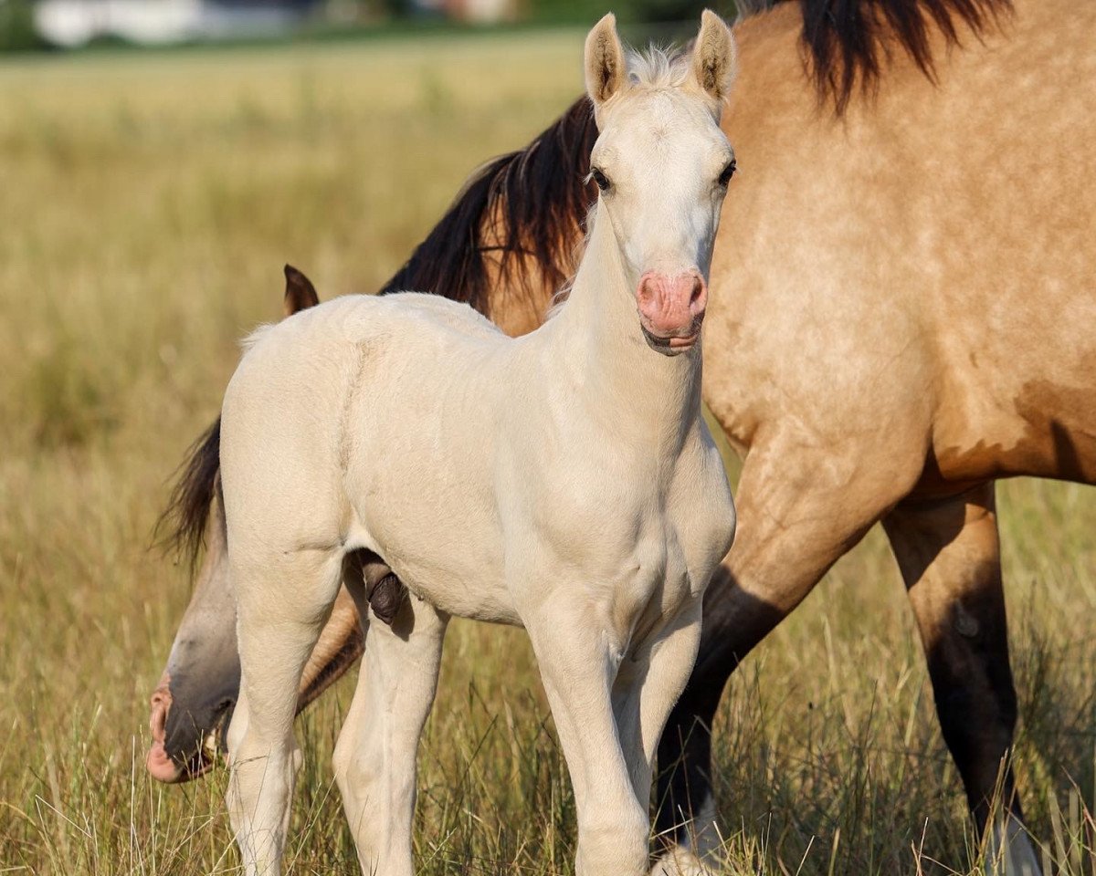 Pferd Anima Janto (Welsh-Cob (Sek. D),  , von Horeb JD)