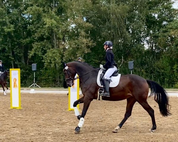 Dressurpferd Aenna (Oldenburger, 2017, von Ac-Dc 4)