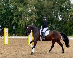 Dressurpferd Aenna (Oldenburger, 2017, von Ac-Dc 4)