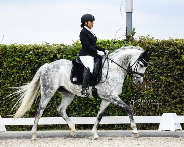 Dressurpferd Leonora 18 (Rheinländer, 2011, von Levisonn 208 FIN)