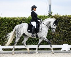 dressage horse Leonora 18 (Rhinelander, 2011, from Levisonn 208 FIN)
