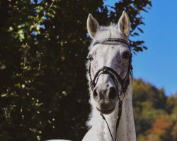 stallion Con Capitano 2 (Holsteiner, 2008, from Colman)