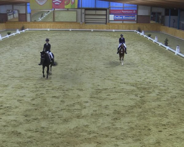 Reitturnier Steinhagen 2022