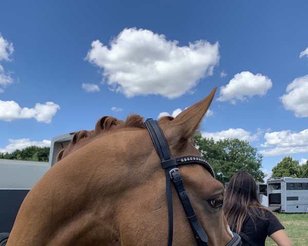 Pferd Doctor Dolittle 7 (Deutsches Reitpony, 2017, von FS Don't Worry)