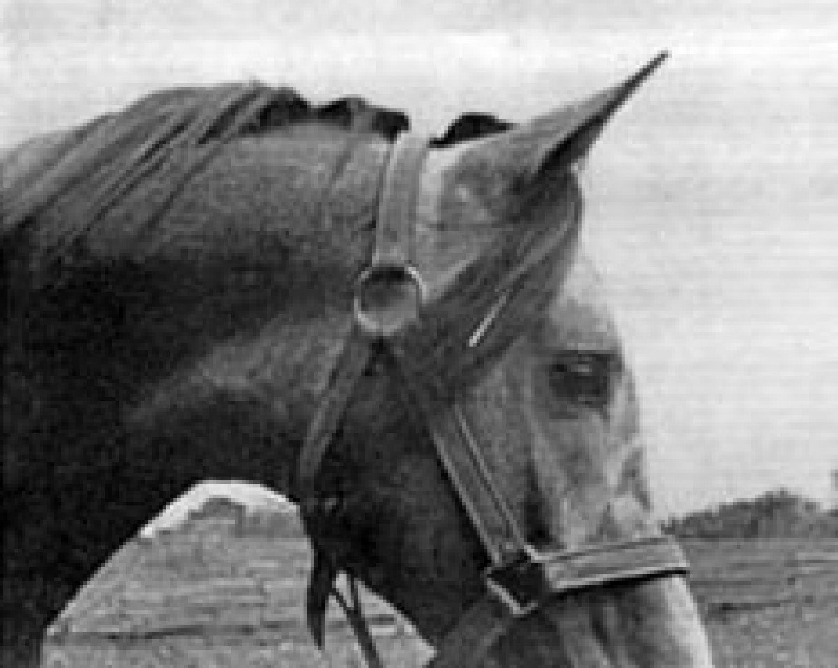 stallion Mexi ox (Arabian purebred, 1969, from Exelsjor ox)