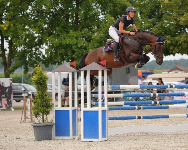 jumper Horse Gym's Chillie Boy (German Sport Horse, 2015, from Casalito)