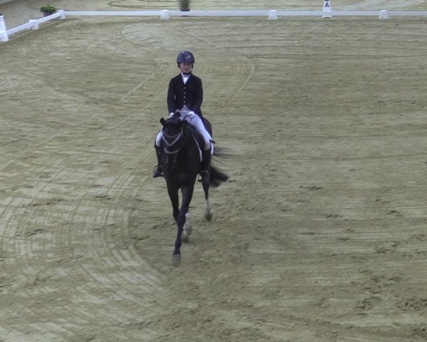 Reitturnier Steinhagen 2022