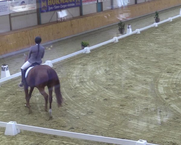 Reitturnier Steinhagen 2022
