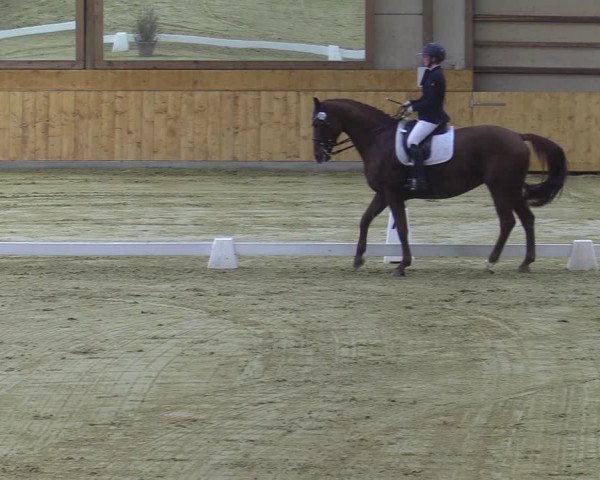 Reitturnier Steinhagen 2022
