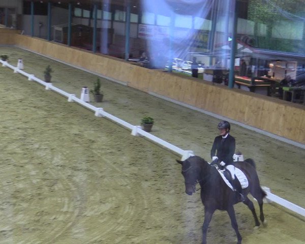 Reitturnier Steinhagen 2022