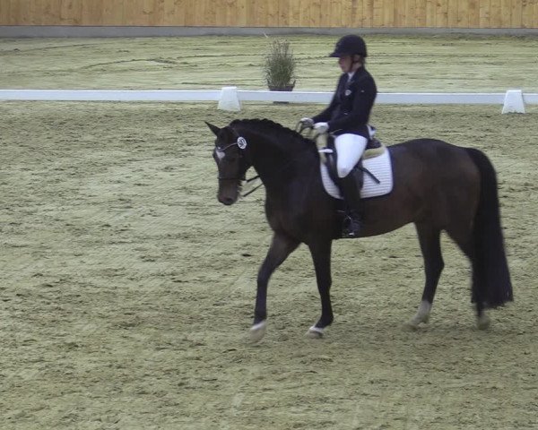 Reitturnier Steinhagen 2022