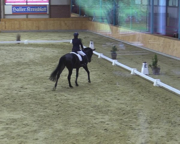 Reitturnier Steinhagen 2022