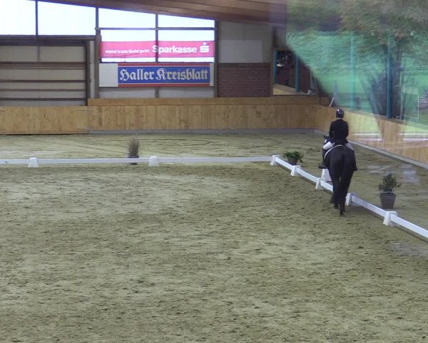 Reitturnier Steinhagen 2022