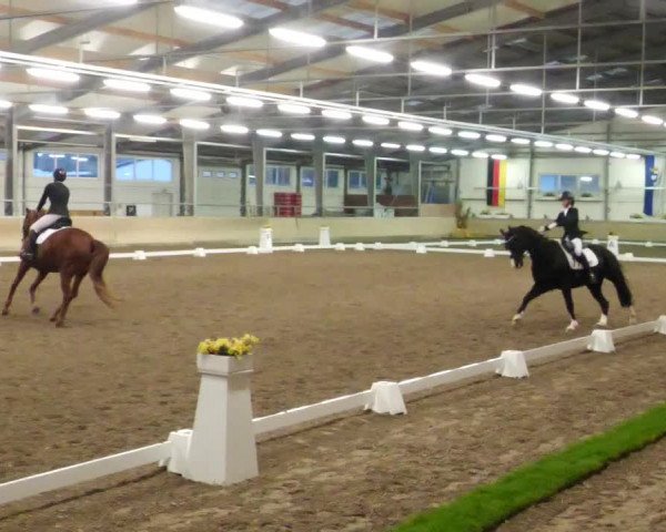 Reitturnier Waghäusel-Wiesental 2022