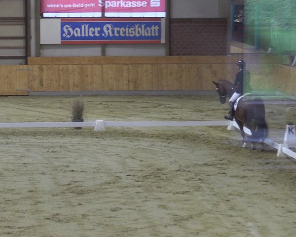 Reitturnier Steinhagen 2022