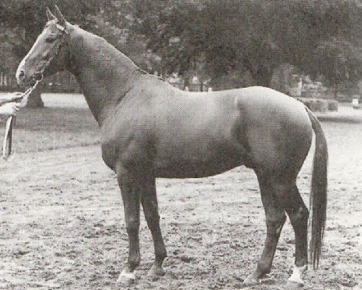 Deckhengst Labirynt (Trakehner, 1962, von Belizar 1107)