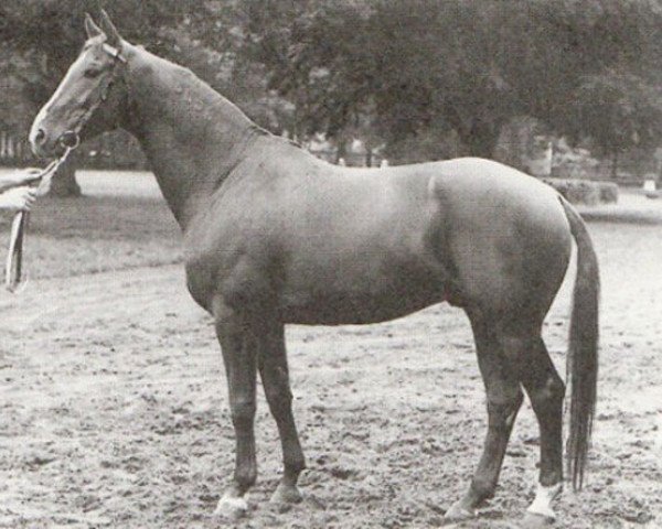 stallion Labirynt (Trakehner, 1962, from Belizar 1107) stallion Labirynt (Trakehner, 1962, from Belizar 1107)