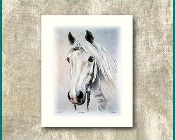 stallion Ghandy (Arab half breed / Partbred, 1973, from Galib ben Afas ox,1273)