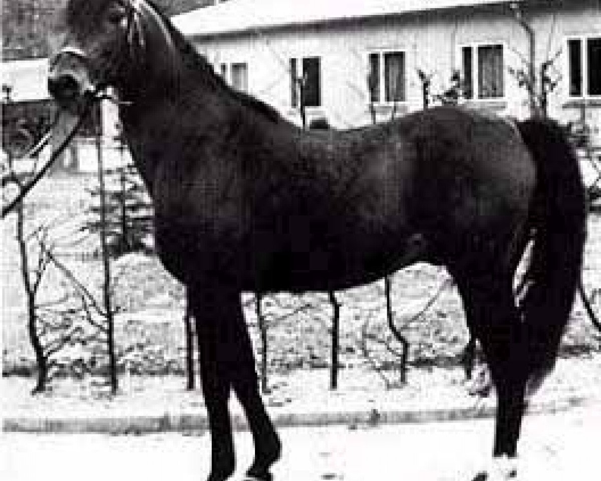 stallion Abu Afas 1947 ox (Arabian purebred, 1947, from Bad Afas ox)