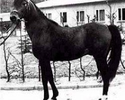 stallion Abu Afas 1947 ox (Arabian purebred, 1947, from Bad Afas ox)