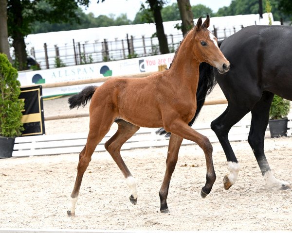 Pferd Love Tonight PL (Oldenburger, 2022, von Valverde NRW)