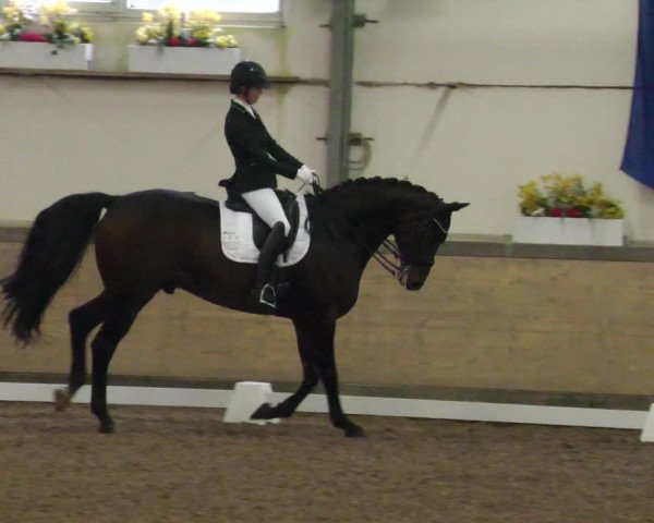Reitturnier Waghäusel-Wiesental 2022