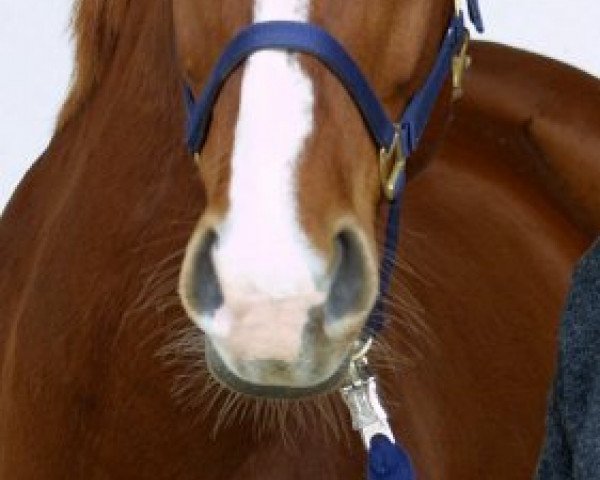 horse Walesca 69 (Hanoverian, 1997, from Wolkentanz I)