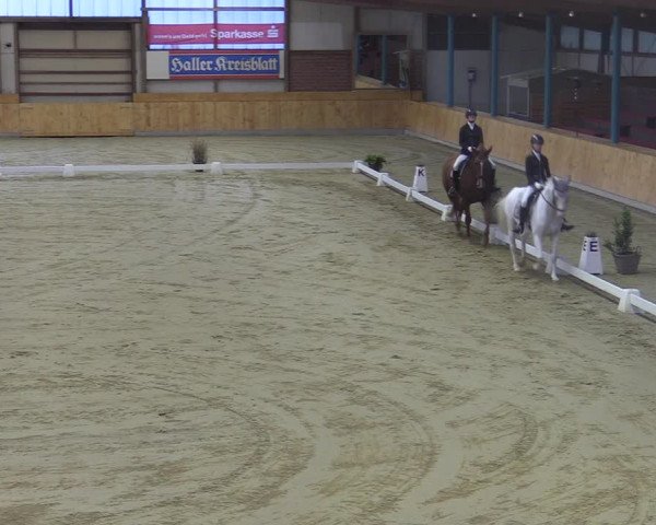 Reitturnier Steinhagen 2022