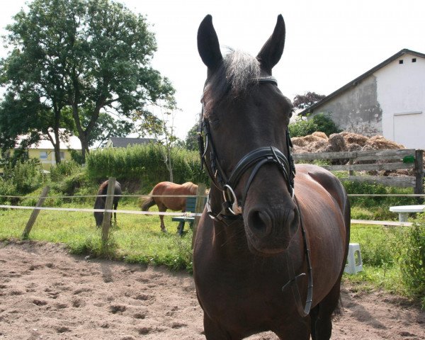 Zuchtstute Sexy Jumper (Oldenburger, 2004, von C-Son of Sexy Eyes)