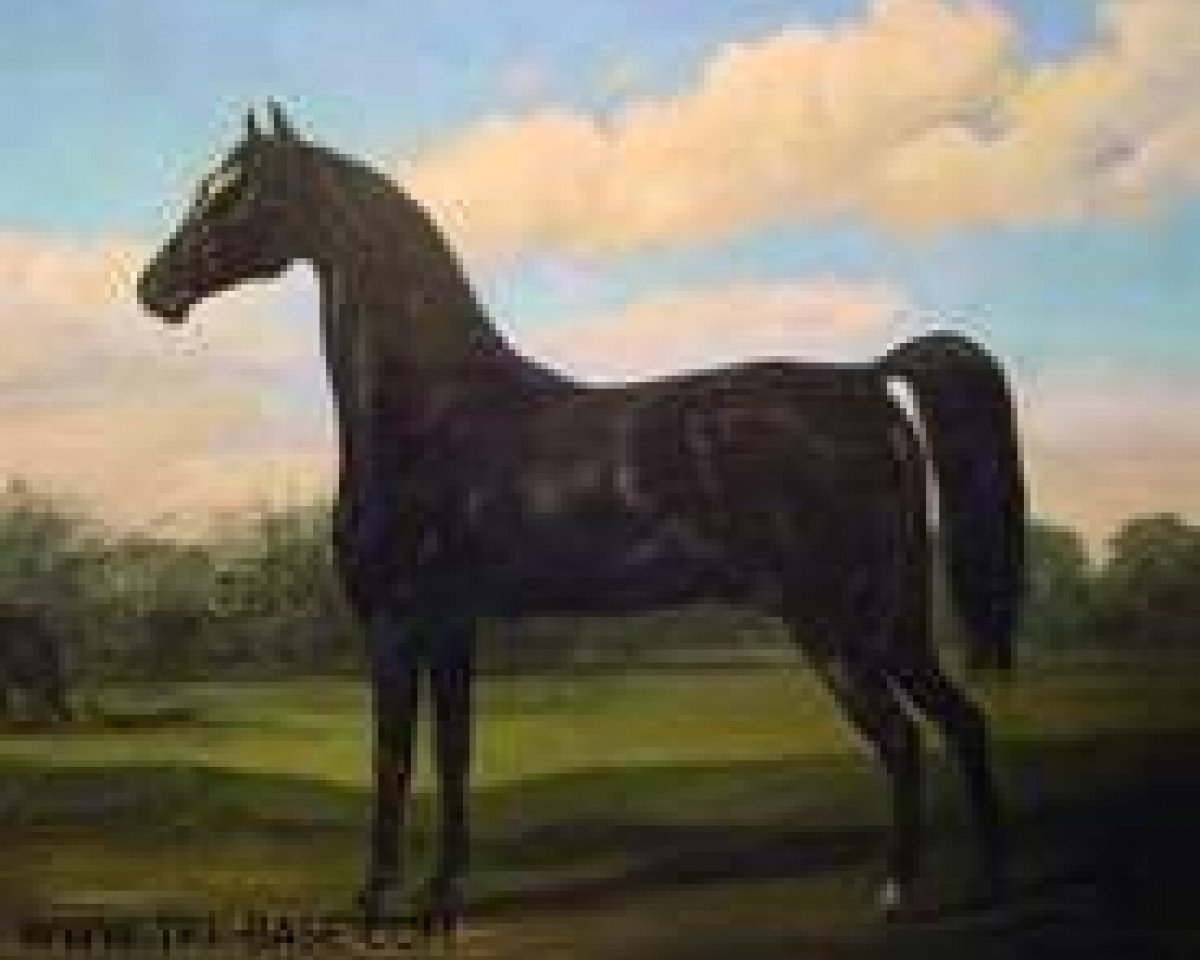 Deckhengst Oronocco I (Großbritannien Warmblut, 1799)