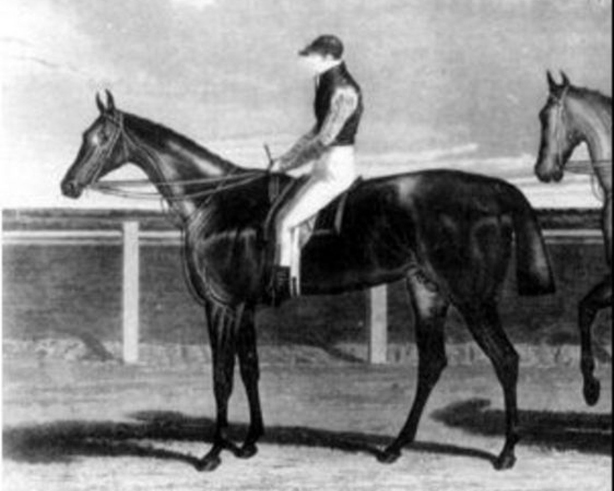 stallion Rowton xx (Thoroughbred, 1826, from Oiseau xx)
