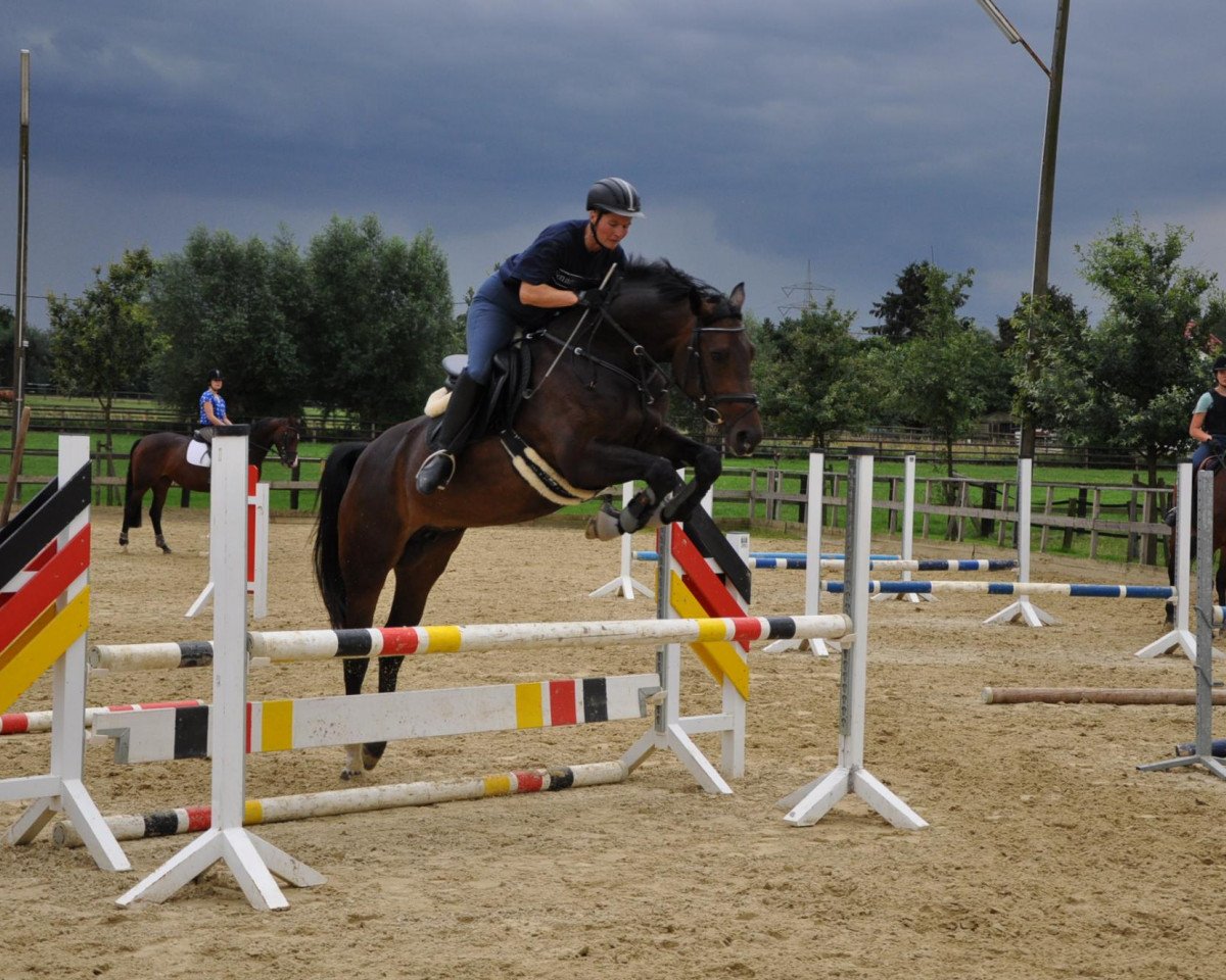 Avlshoppe French Open (Hanoveraner, 2007, fra Fidertanz) - Springlehrgang bei Markus Renzel