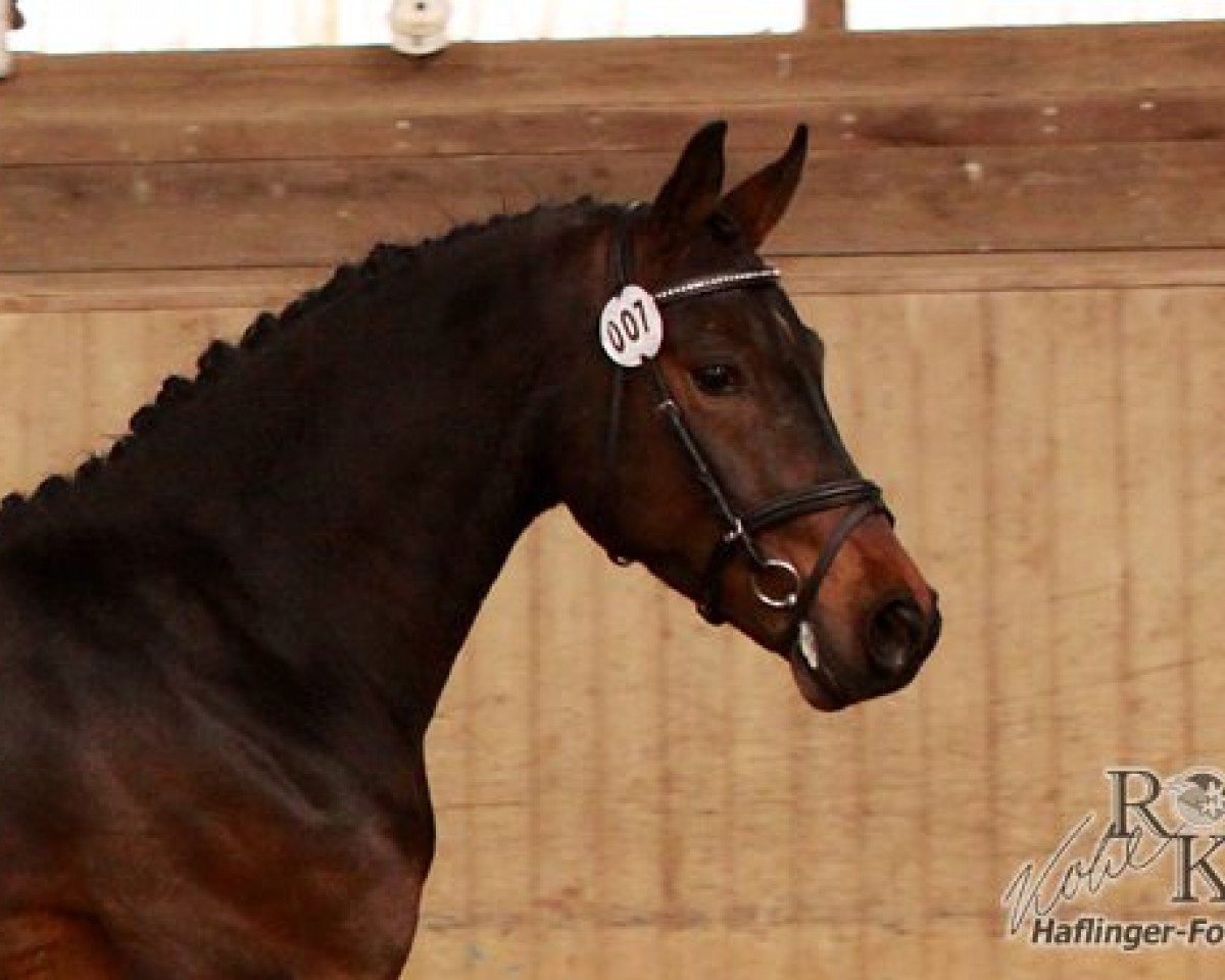 stallion Doctor House (German Riding Pony, 2005, from Dornik Boy)