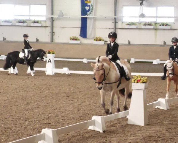Reitturnier Waghäusel-Wiesental 2022