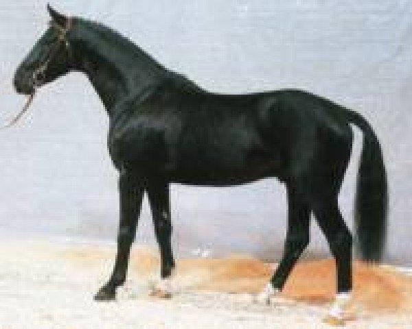 stallion World Cup III (Hanoverian, 1982, from Woermann)