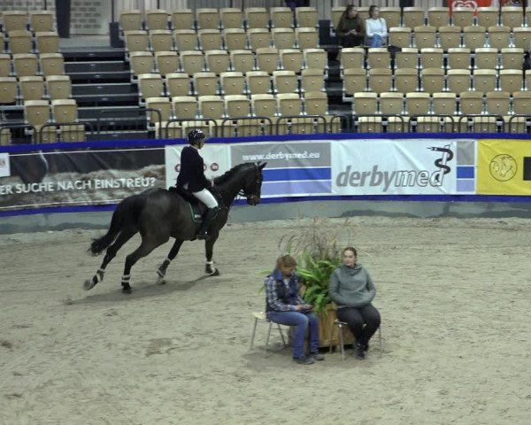 FEI Reitturnier Neumünster 2022